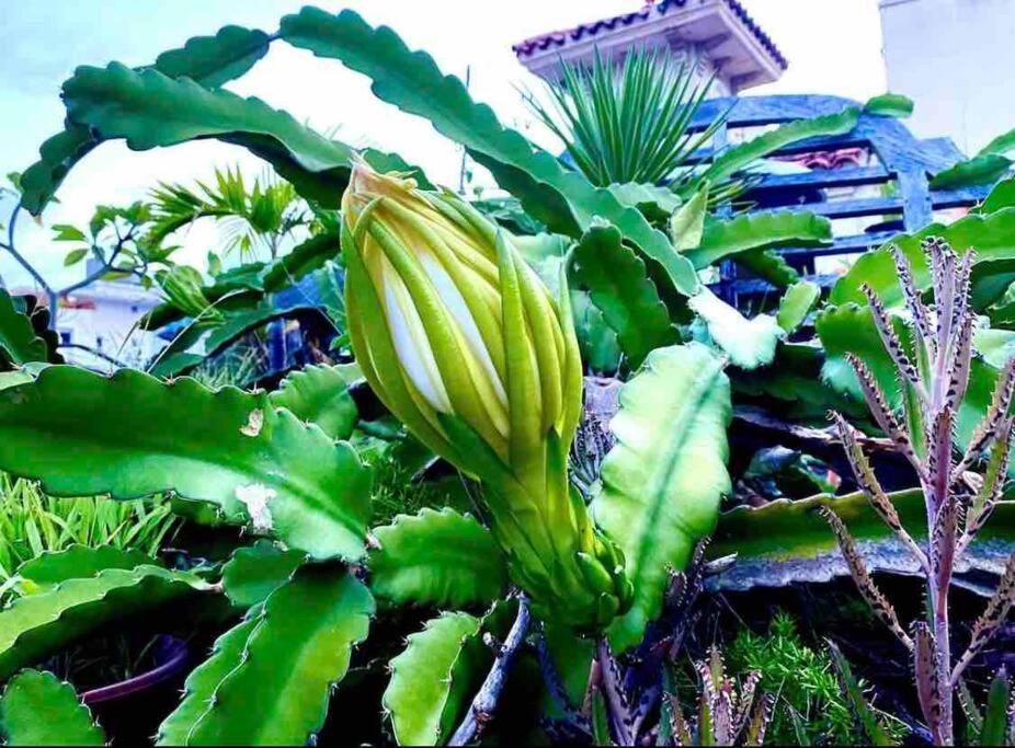 Fresh Tropical Colonial Style Walk-Up- Rooftop Terrace- Beach View San Juan Exterior foto